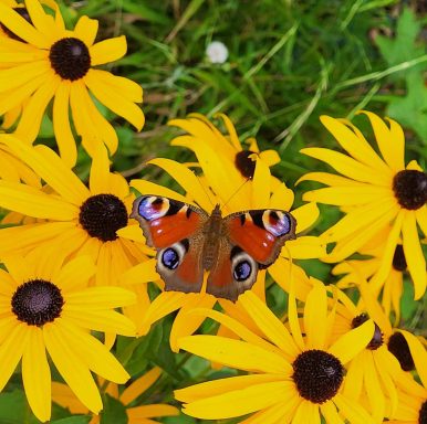 Schmetterling auf Blume